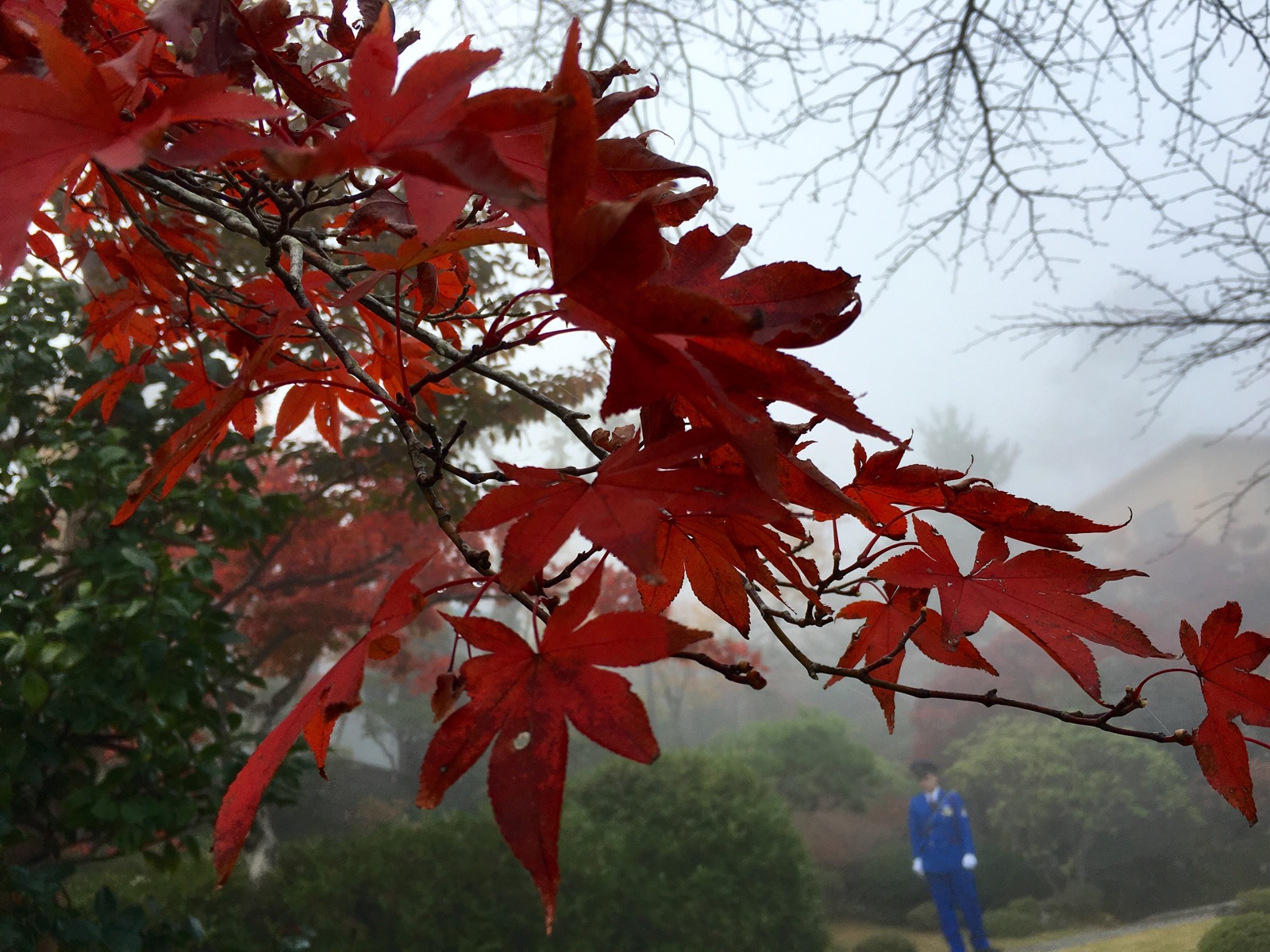 Fifty Shades of Autumn in Japan